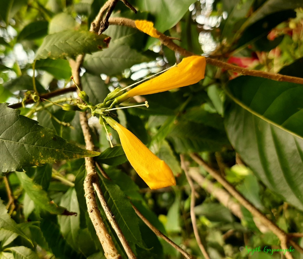 Tecoma stans var. stans